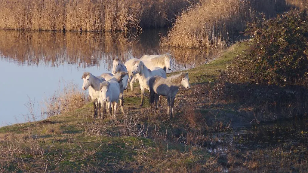 Villetta Parco Sir Llido Degli Estensi 0*,